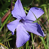 Vinca herbacea