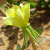 Oenothera laciniata