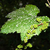 Vitis sylvestris