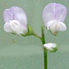 Vicia pubescens