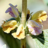 Phlomis brachyodon x pungens