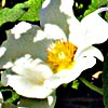 Sage-Leaved Rock Rose 