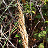 Trisetaria michelii