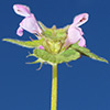 Lamium purpureum