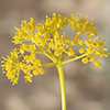 Ferula daninii