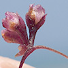 Cuscuta rausii