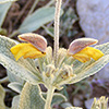 Phlomis brevilabris