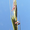 Elymus panormitanus