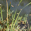 Typha angustifolia