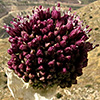 Allium truncatum