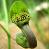 Aristolochia billardierei