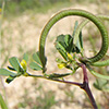 Trigonella spinosa