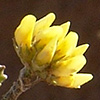 Medicago astroites