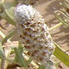 Plantago notata