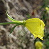 Oenothera biennis