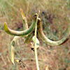 Astragalus trimestris