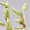  Eragrostis minor