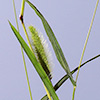 Setaria verticillata