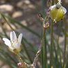 Minuartia sinaica