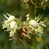 Rumex maritimus