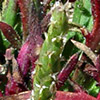 Plantago weldenii