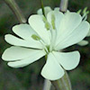 Silene italica