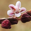 Polygonum arenarium