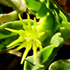 Euphorbia reuteriana