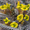 Astragalus sieberi