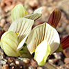 Hippocrepis constricta