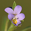 Viola pentadactyla