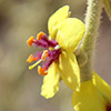 Verbascum eremobium