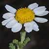 Anthemis amblyolepis