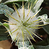 Centaurea eriphora