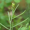 Arabis auriculata