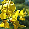 Spanish Broom