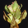Lythrum borysthenicum