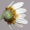 Anthemis hyalina