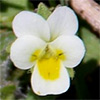 Viola parvula