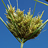 Cyperus eleusinoides