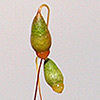 Bryum  radiculosum