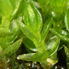 Bryum  gemmiparum