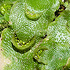 Lunularia  cruciata