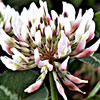 Trifolium repens