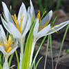 Crocus aleppicus 