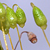 Bryum  versicolor