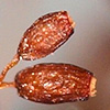 Microbryum  davallianum
