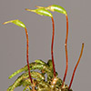 Scorpiurium  circinatum