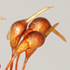 Funaria  pulchella