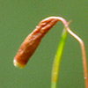 Rosulabryum torquescens